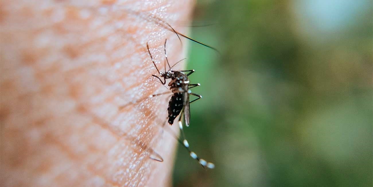 Dengue, Zika y Chicunguya: claves para la prevención y el cuidado -  Municipalidad de SFVC